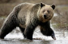 FILE PHOTO: A grizzly bear roams through the Hayden Valley in Yellowstone National Park in Wyoming 