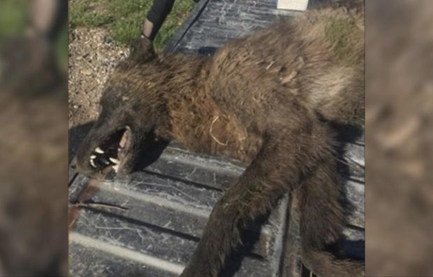 mysterious-wolf-like-creature-shot-in-montana-puzzles-wildlife-experts