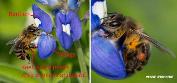 bee-on-bluebonnet-showing-flower-parts-labled-verne-lehmberg-620.jpg