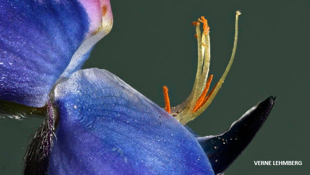 stamens-40mm-luminar-bluebonnet-verne-lehmberg-620.jpg