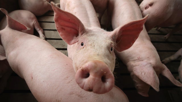 pig.jpg