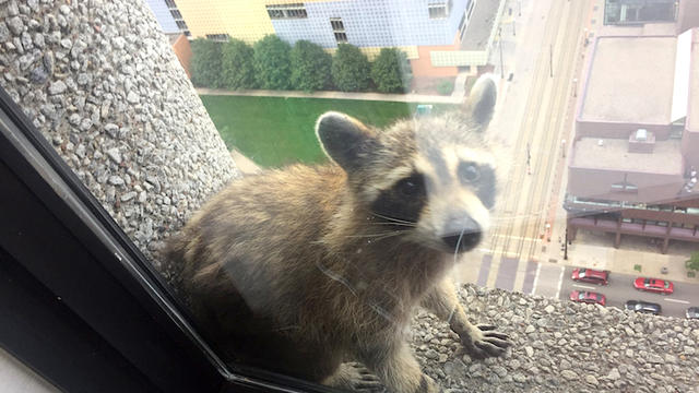 high-rise-raccoon.jpg 