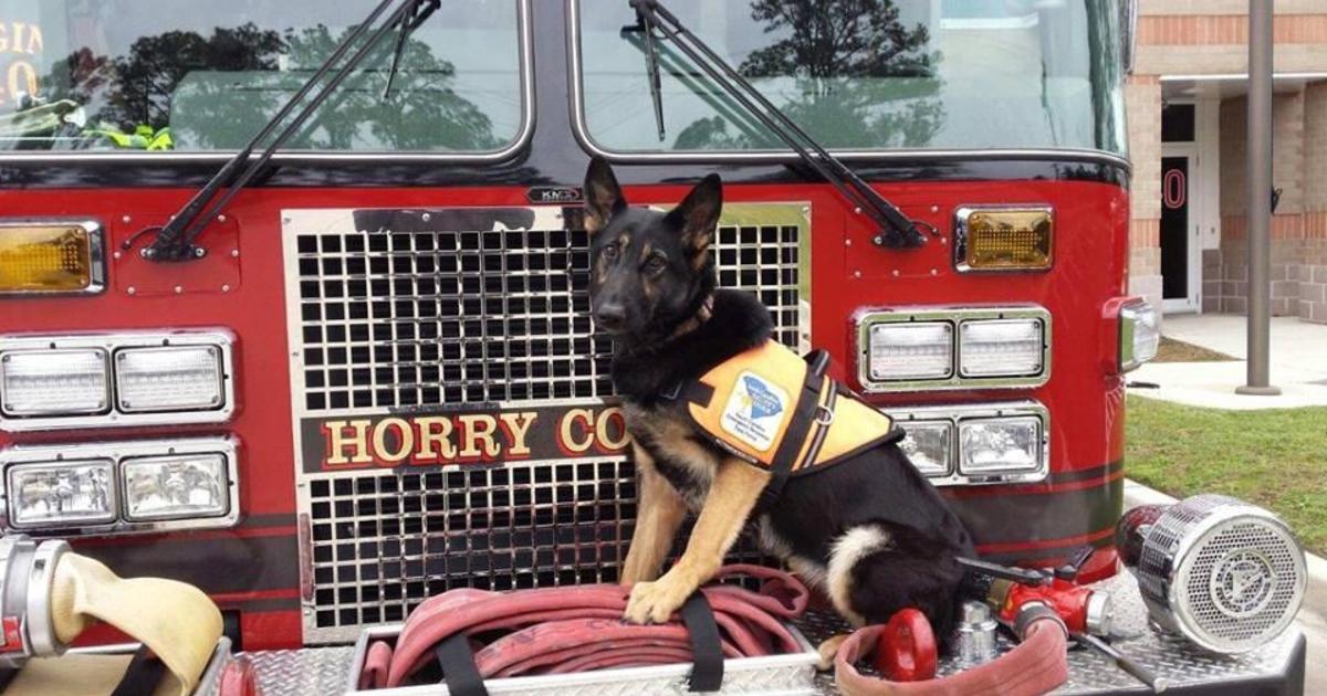Firefighter's search-and-rescue K9 reported stolen, $3,500 ...