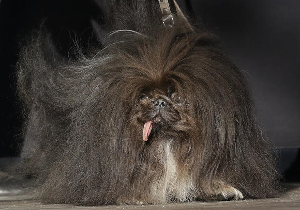 The ugliest dog in the world APTOPIX 