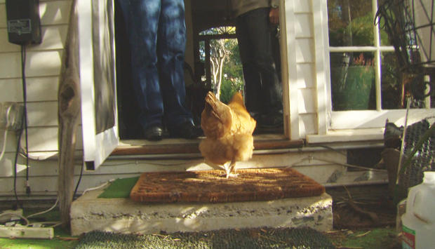 scott-vanderlip-chickens-make-themselves-at-home-620.jpg 