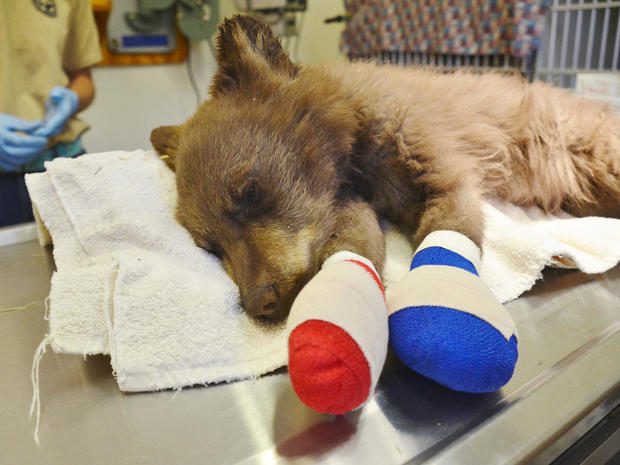 Colorado Parks and Wildlife staff work on a bear cub whose feet were burned in the 416 wildfire 