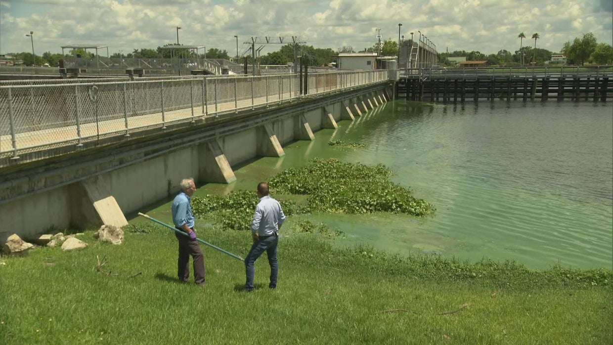 Toxic algae a slimy mess for Florida's Lake Okeechobee CBS News