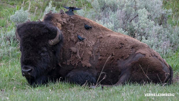 brown-headed-cowbird-on-male-bison-620.jpg