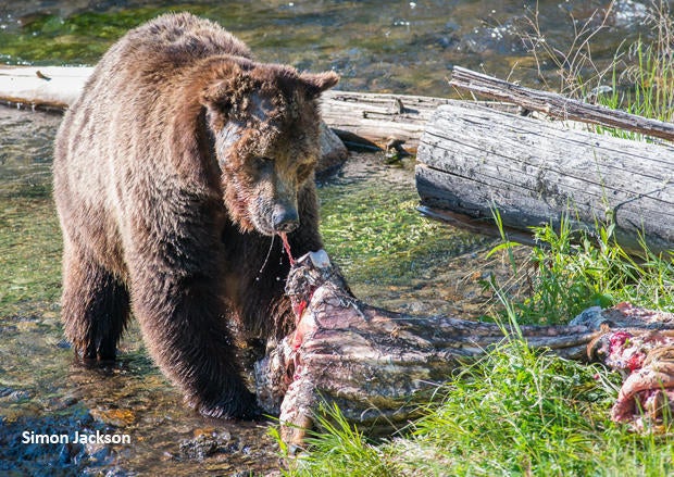scarface-grizzly-bear-eating-simon-jackson-620.jpg
