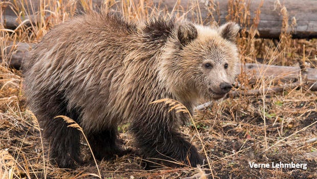 snow-grizzly-bear-620.jpg