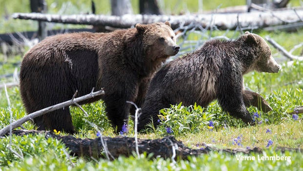 grizzly-bears-raspberry-and-mate-verne-lehmberg-620.jpg