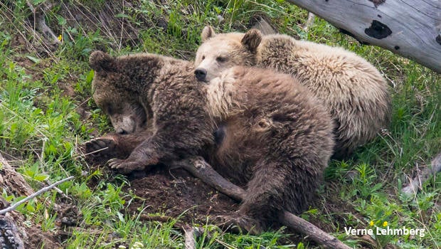grizzly-bears-raspberry-and-snow-sleeping-verne-lehmberg-620.jpg
