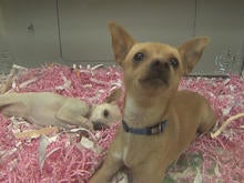 pet-leasing-doggies.jpg