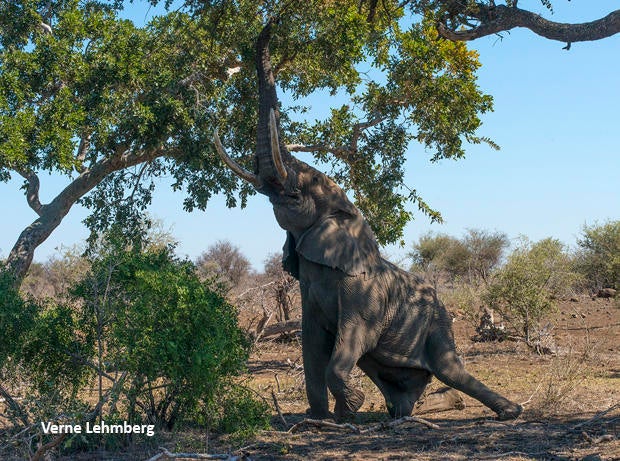 elephant-on-knee-reaching-up-for-leaves-verne-lehmberg-620.jpg