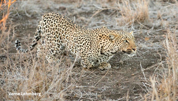 leopard-slinking-stalking-verne-lehmberg-620.jpg