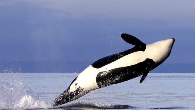 Grieving Orca Still Carrying Her Dead Calf More Than 2 Weeks Later Cbs News