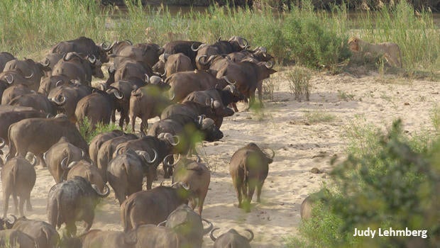 judy-lehmberg-sabie-river-lions-ready-to-attack-buffalo-620.jpg