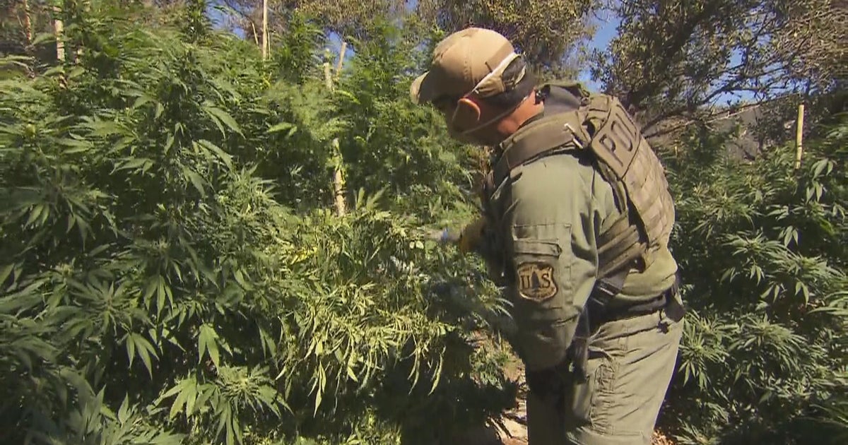People are growing marijuana illegally in national forests â and it's ravag...