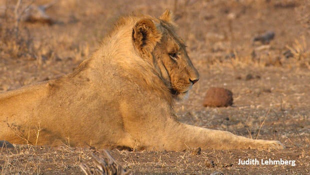 young-lion-resting-judith-lehmberg-620.jpg