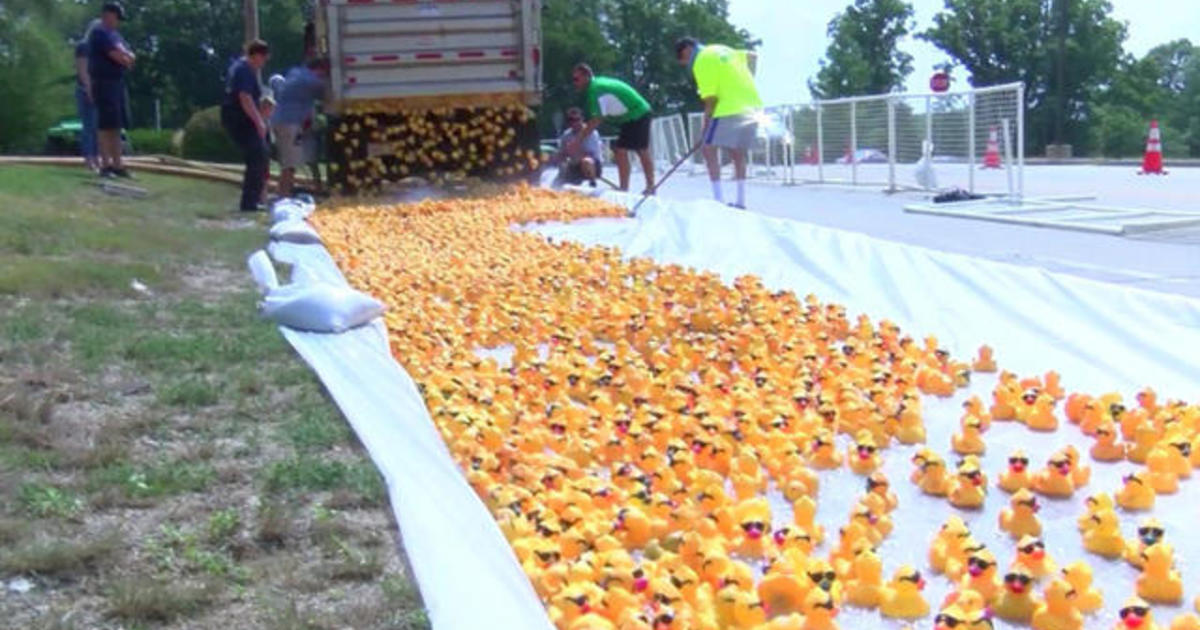 rubber-ducky-race-for-a-cause-cbs-news