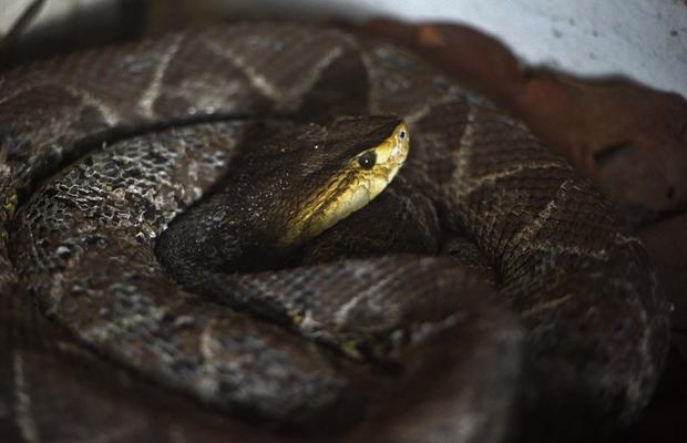 HONDURAS-ANIMALS-ZOO-SNAKE 