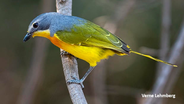 orange-breasted-bush-shrike-verne-lehmberg-620.jpg