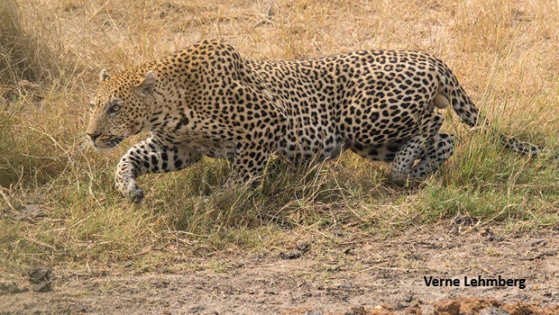 leopard-slinking-off-from-elephant-verne-promo-7279-620.jpg