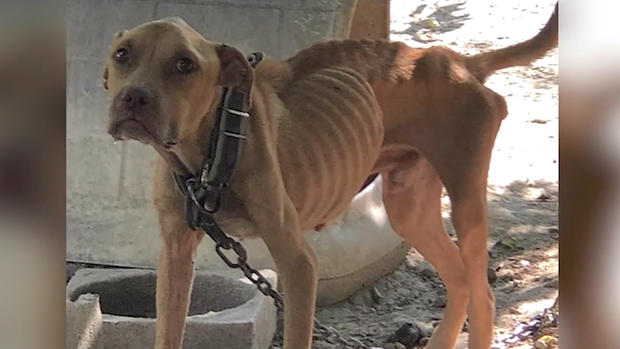 emaciated dog 