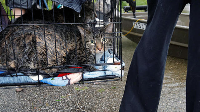 Sodden cats are brought to a boat by their owner as they are rescued from rising flood waters in the aftermath of Hurricane Florence, in Leland, North Carolina 