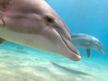 dolphin-ziggy-livnet-3-promo.jpg