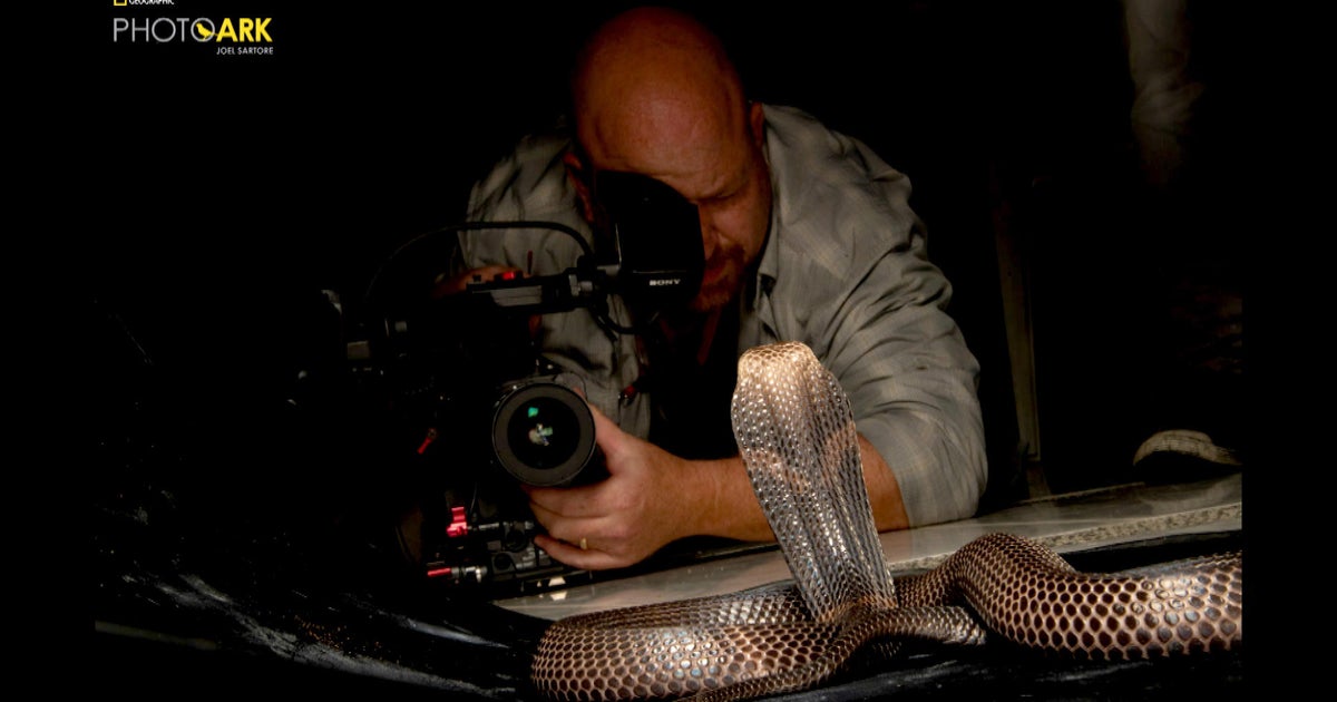 Snake bites cameraman: 60 Minutes cameraman talks about getting bitten by a snake while shooting Joel Sartore profile - Vimarsana News