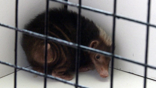 stink-badger.jpg