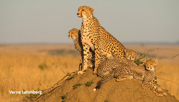 cheetah-family-on-termite-mound-verne-lehmberg-620.jpg