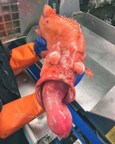 Crazy-looking fish - Crazy-looking fish from the deep sea ... - 372 x 465 jpeg 54kB