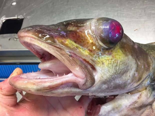 Crazy-looking fish - Crazy-looking fish from the deep sea ... - 620 x 465 jpeg 66kB
