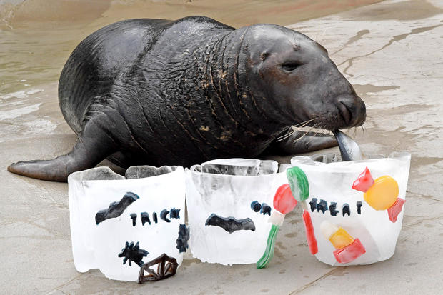 Brookfield Zoo Seal Halloween 