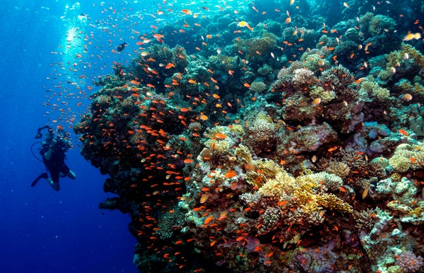TOPSHOT-EGYPT-NATURE-MARINE-ANIMAL-FISH