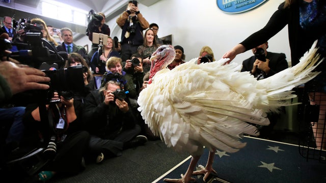 Trump Thanksgiving
