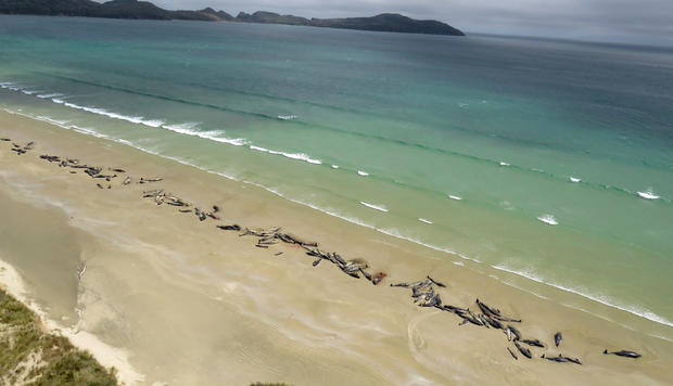 A picture provided shows approximately 145 pilot whales dead in a strand on a beach on Stewart Island, located south of the South Island of New Zealand, on November 25, 2018. 