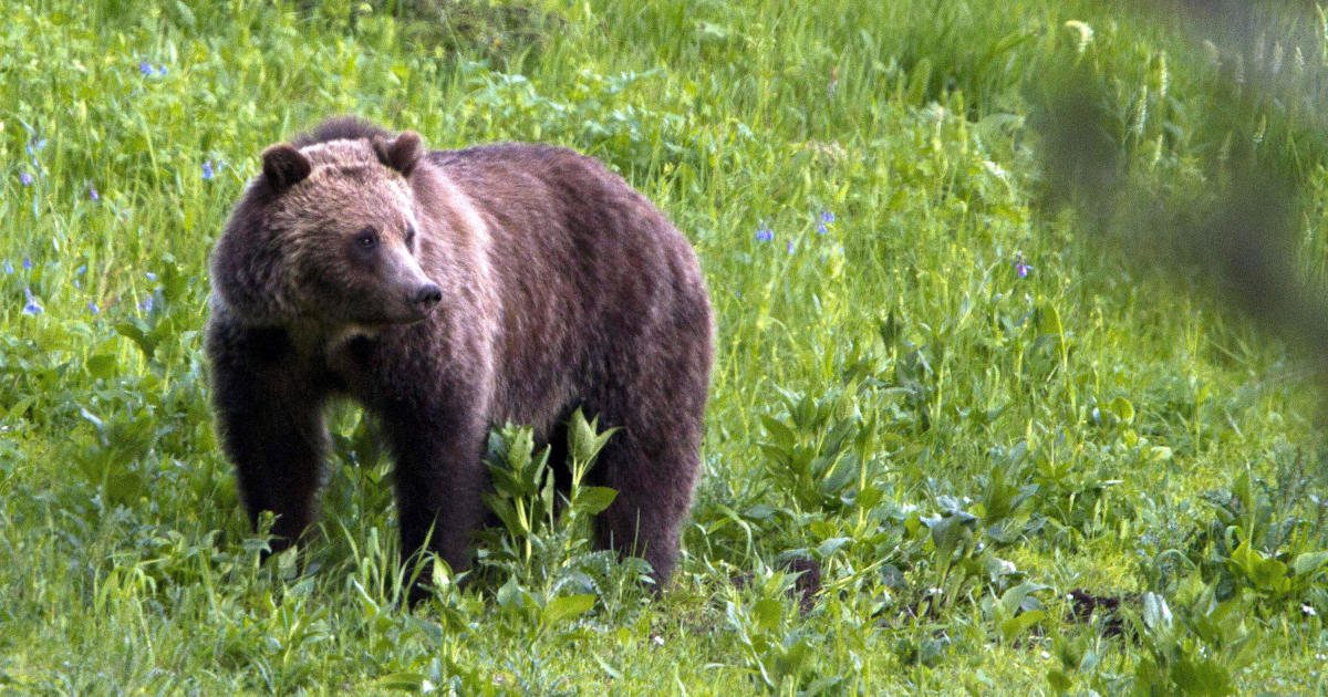 Father and son sentenced to jail for killing mother grizzly bear near Yellowstone