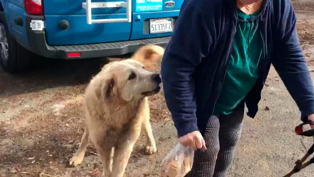 In this Friday Dec. 7 2018 image Madison greets his owner Andrea Gaylord. Shayla Sullivan AP