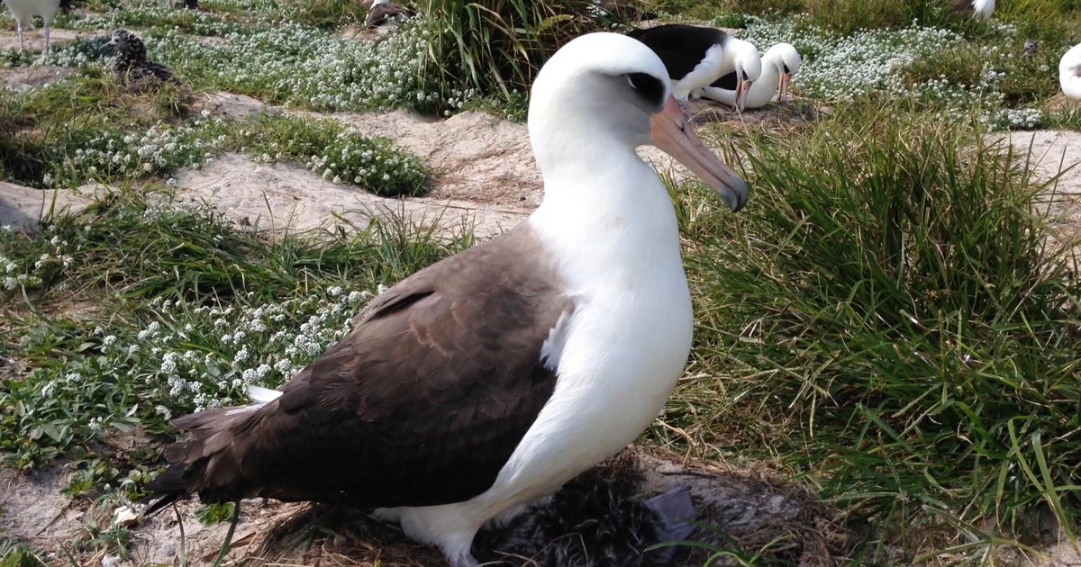 Meet "Wisdom," the Laysan Albatross that's the oldestknown bird in the
