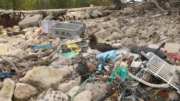 plastic-part-2-midway-albatross-sits-in-plastic-debris-1.jpg