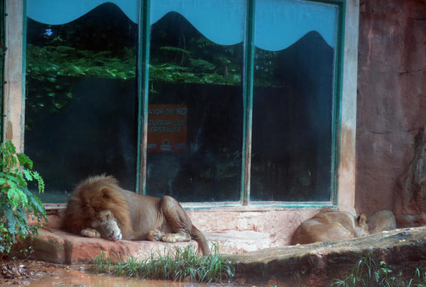Puerto Rico Zoo in Crisis 