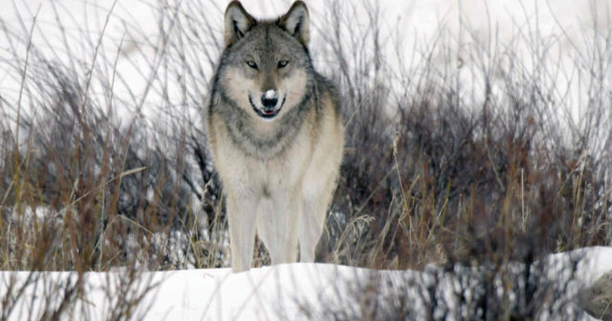 To Catch a Spy, Malta, The Wolves of Yellowstone - CBS News