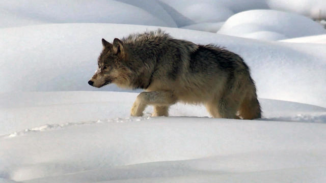 The Return Of Wolves To Yellowstone Park 60 Minutes Cbs News