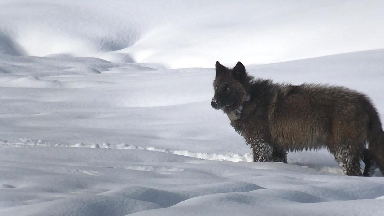 The return of wolves to Yellowstone Park - 60 Minutes - CBS News