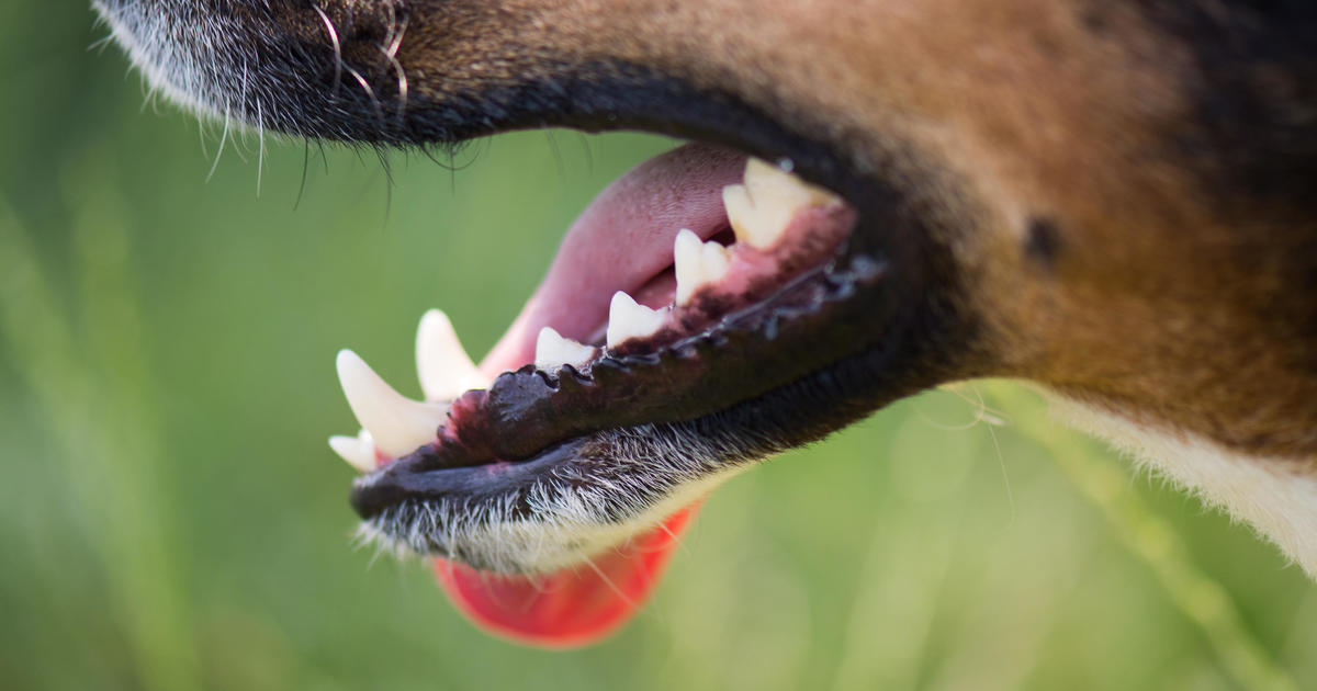 Virginia woman dies from rabies after dog bite in India - CBS News