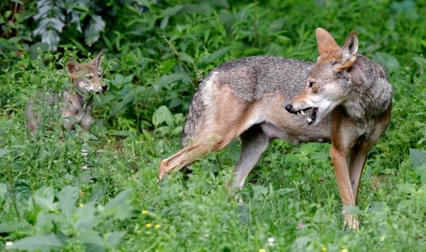 Red Wolf Pups