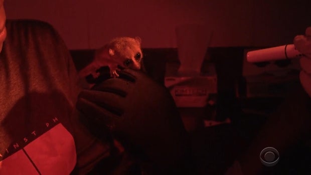 patta-lemurs-final-mp4-00-04-11-02-still004.jpg